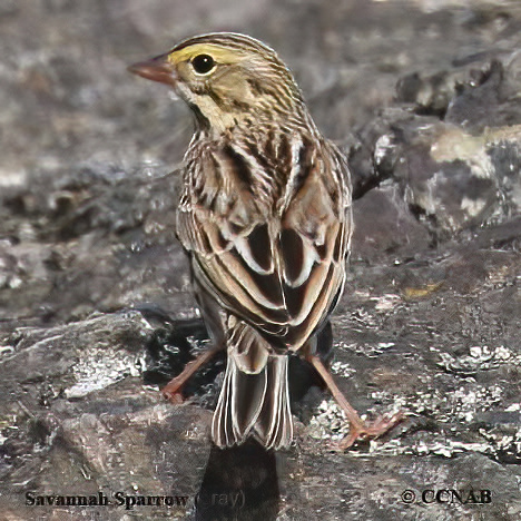 Savannah Sparrow (grey)