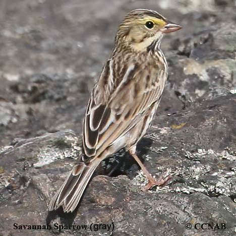 Savannah Sparrow (grey)