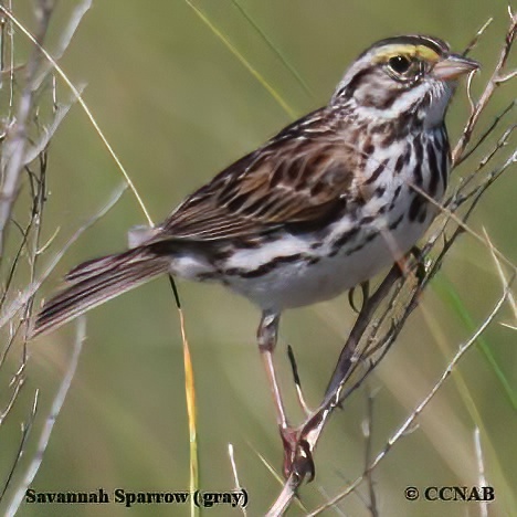 Savannah Sparrow (grey)