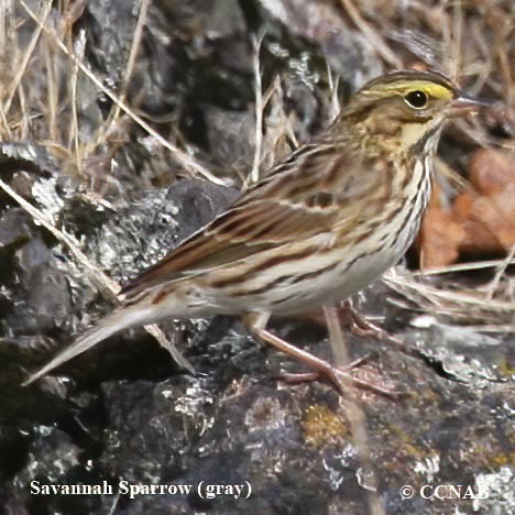 Savannah Sparrow (grey)