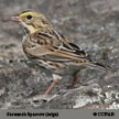 Savannah Sparrow (grey) range map