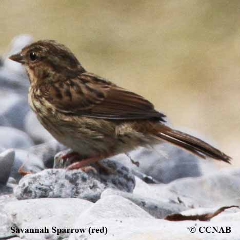 Savannah Sparrow (red)
