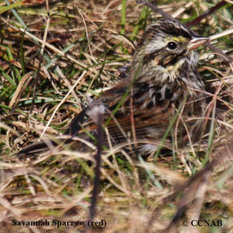 Savannah Sparrow (red)