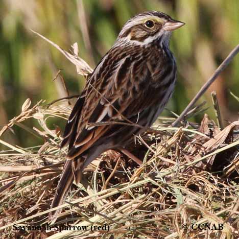 Savannah Sparrow (red)