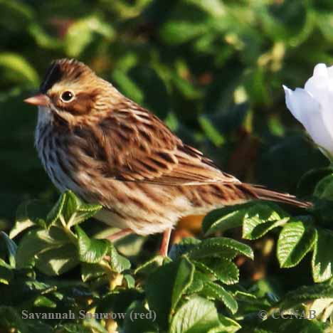 Savannah Sparrow (red)