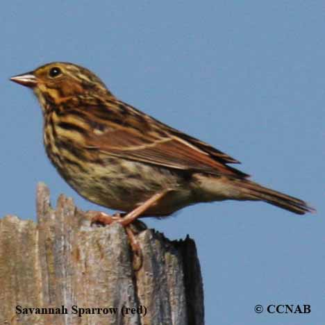 Birds of North America