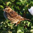 Savannah Sparrow (red) range map