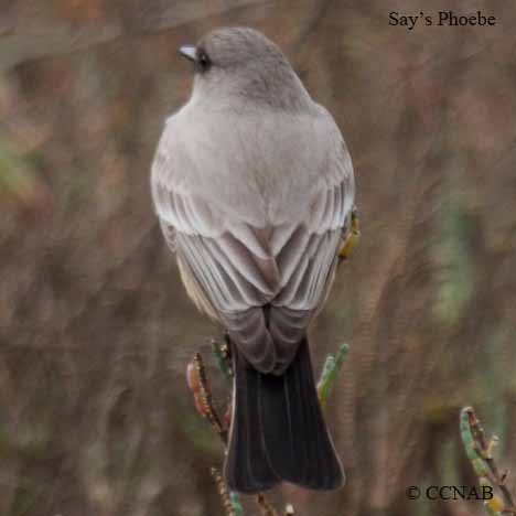 Say's Phoebe