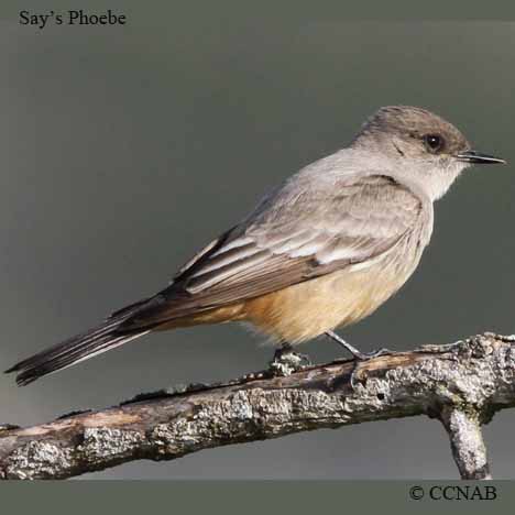 Birds of North America