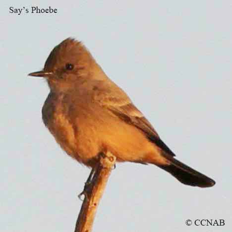 Say's Phoebe