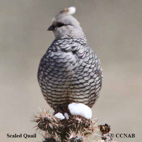 Scaled Quail