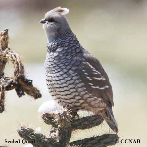 Scaled Quail