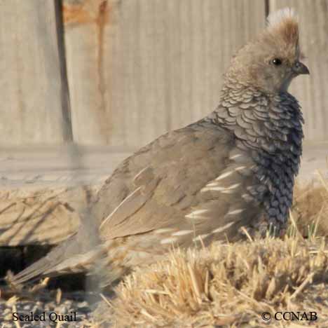 Scaled Quail