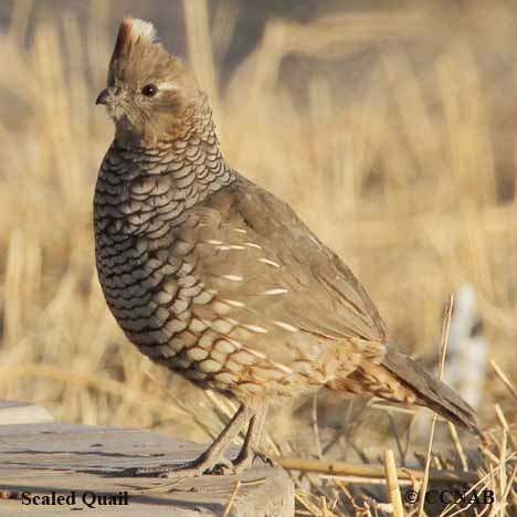 Birds of North America