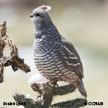 Scaled Quail range map