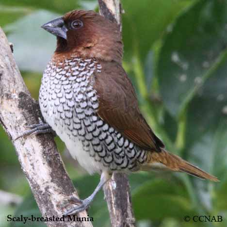 Scaly-breasted Munia