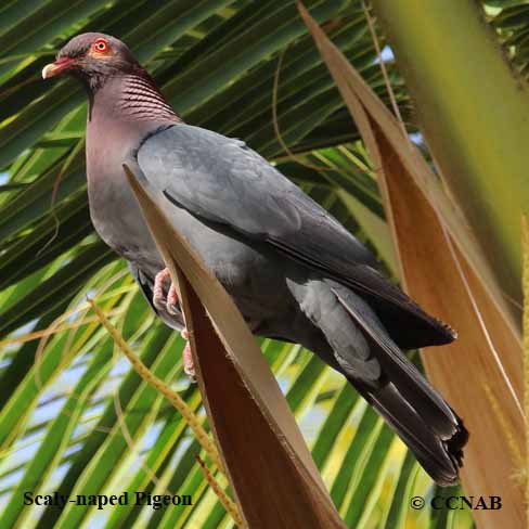 Scaly-naped Pigeon