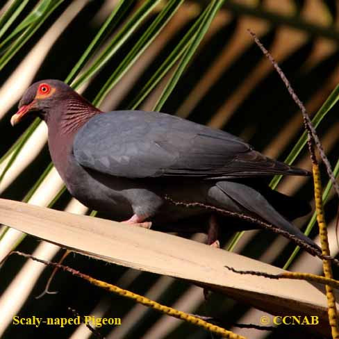 Scaly-naped Pigeon