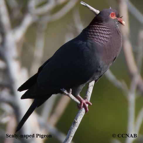 Scaly-naped Pigeon