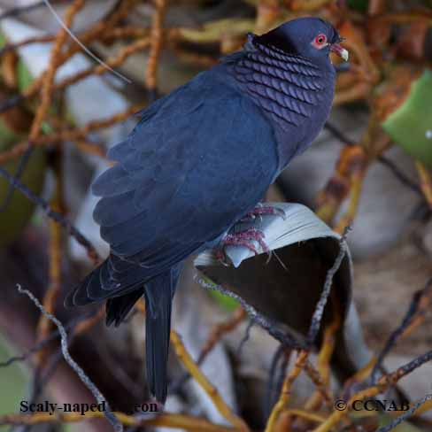 Scaly-naped Pigeon