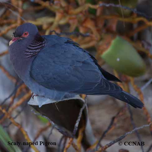 Birds of North America