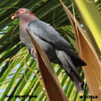 Scaly-naped Pigeon range map