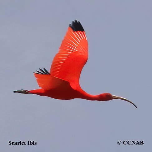 Scarlet Ibis