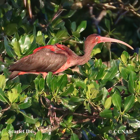 Scarlet Ibis