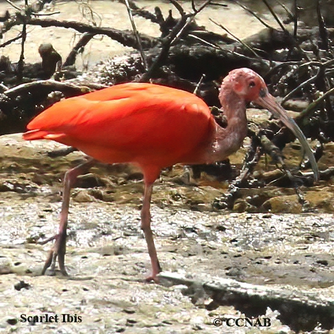 Scarlet Ibis