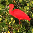 Scarlet Ibis range map