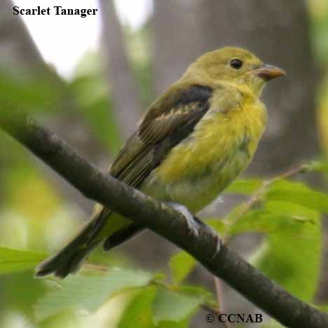 Scarlet Tanager