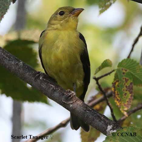 Scarlet Tanager