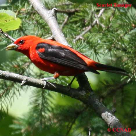 Scarlet Tanager