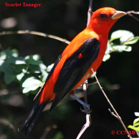 Scarlet Tanager