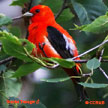 Scarlet Tanager songs and calls