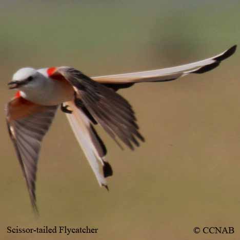 Scissor-tailed Flycatcher