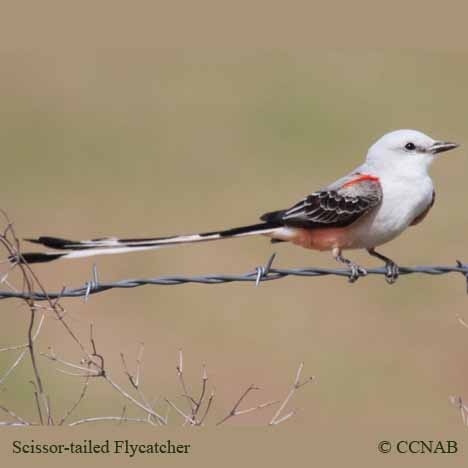 Scissor-tailed Flycatcher