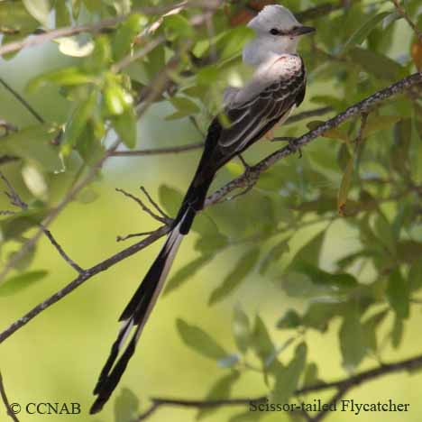 Scissor-tailed Flycatcher