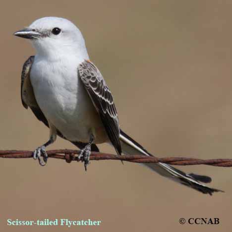 Scissor-tailed Flycatcher