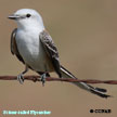 Scissor-tailed Flycatcher range map