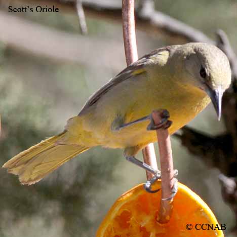 Scott's Oriole