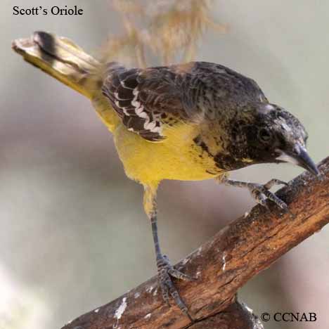 Scott's Oriole