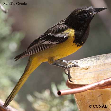 Scott's Oriole