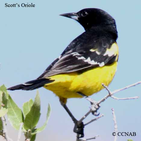 Scott's Oriole