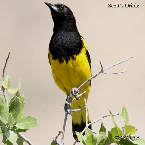 Scott's Oriole