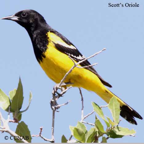 Scott's Oriole