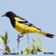 Scott's Oriole