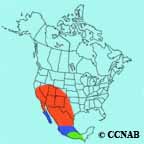 Scott's Oriole range map