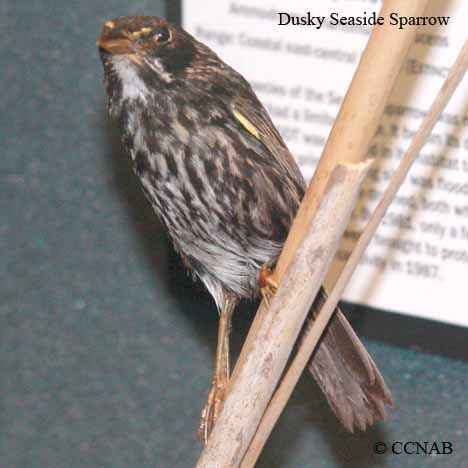 Seaside Sparrow (Dusky)