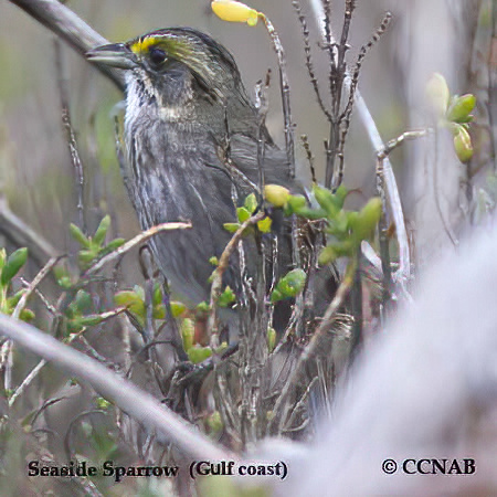 Seaside Sparrow (Gulf Coast)